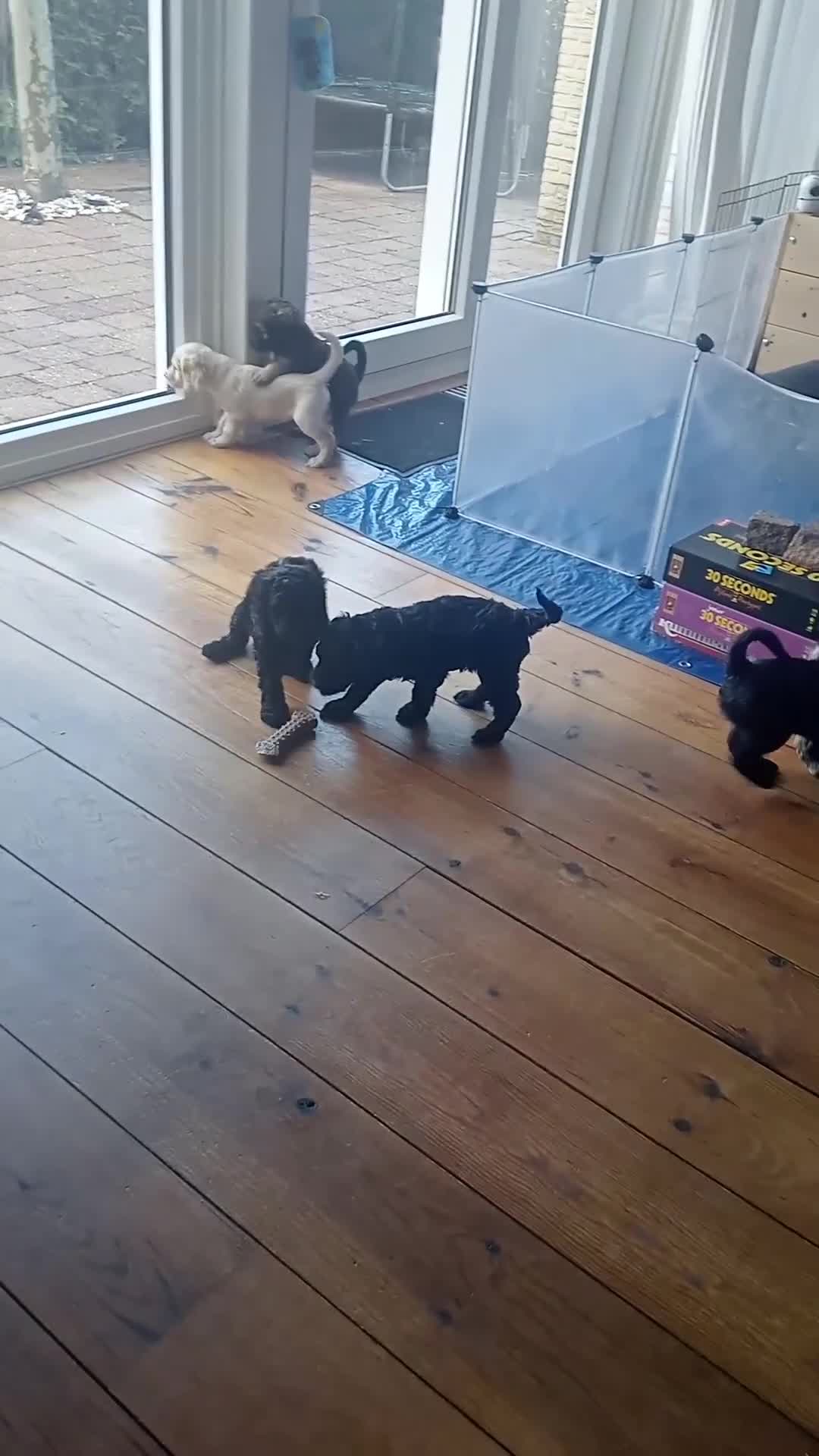 Labradoodle honden te koop: Labradoodle puppies  - Video 1