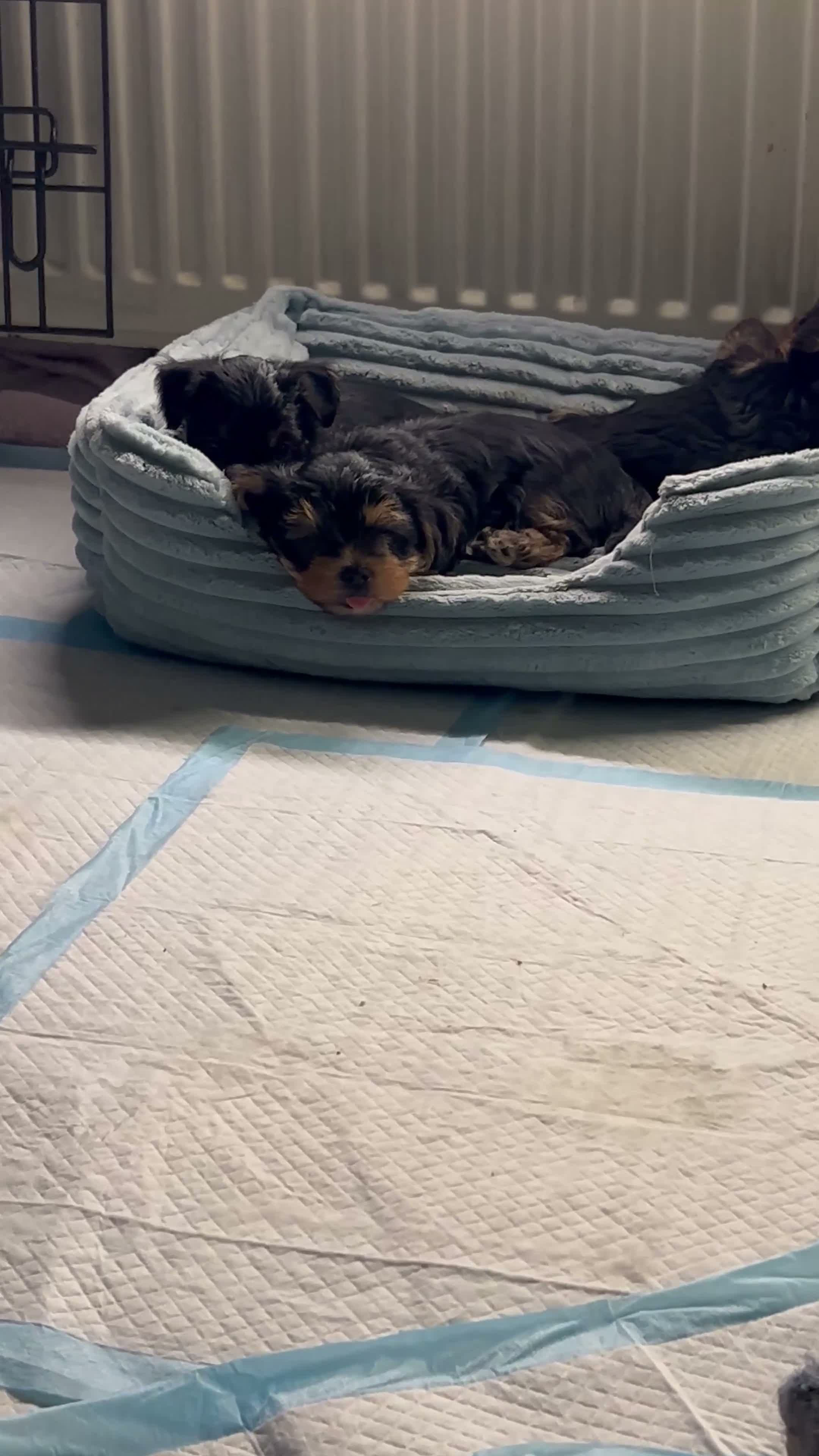 Yorkshire Terriër honden te koop: Yorkshire terriër-puppy’s  - Video 1