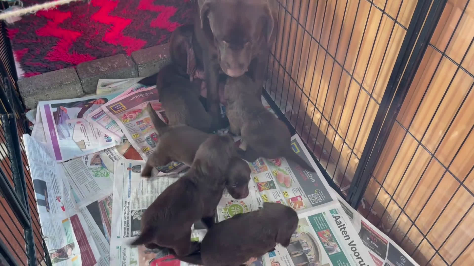 Labradoodle honden te koop: 5 bruine Labradoodles met witte aftekeningen - Video 1