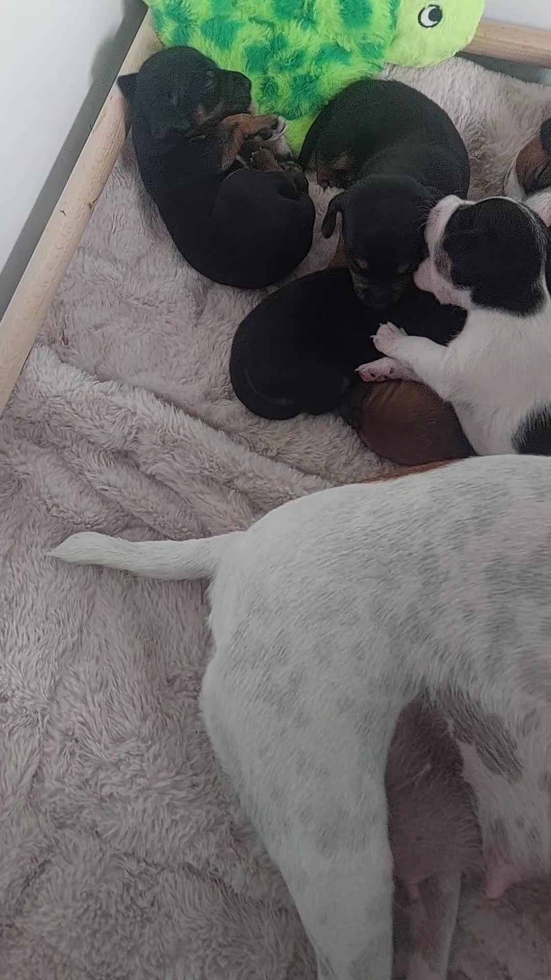 Jack Russel Terriër honden te koop: Jack Russels  - Video 1