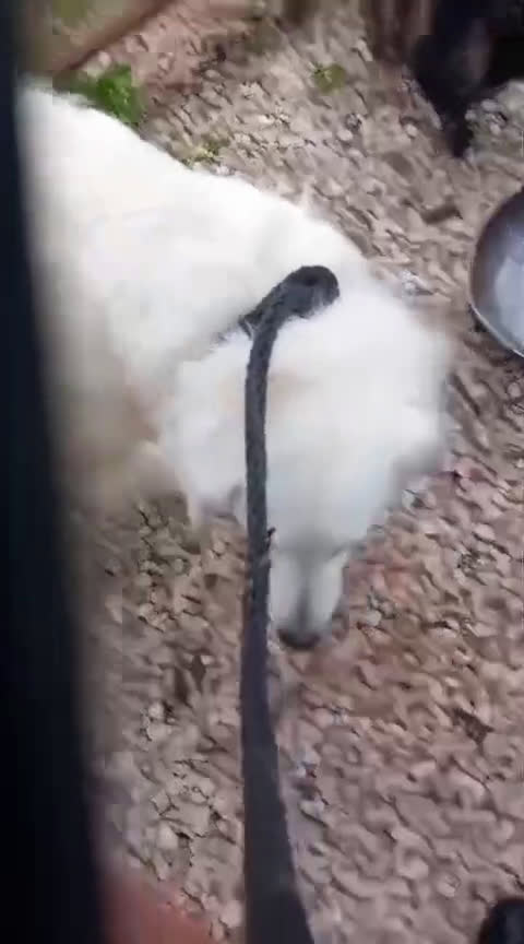 Kruising honden te koop: Italiaanse diva zoekt baasje - Video 1