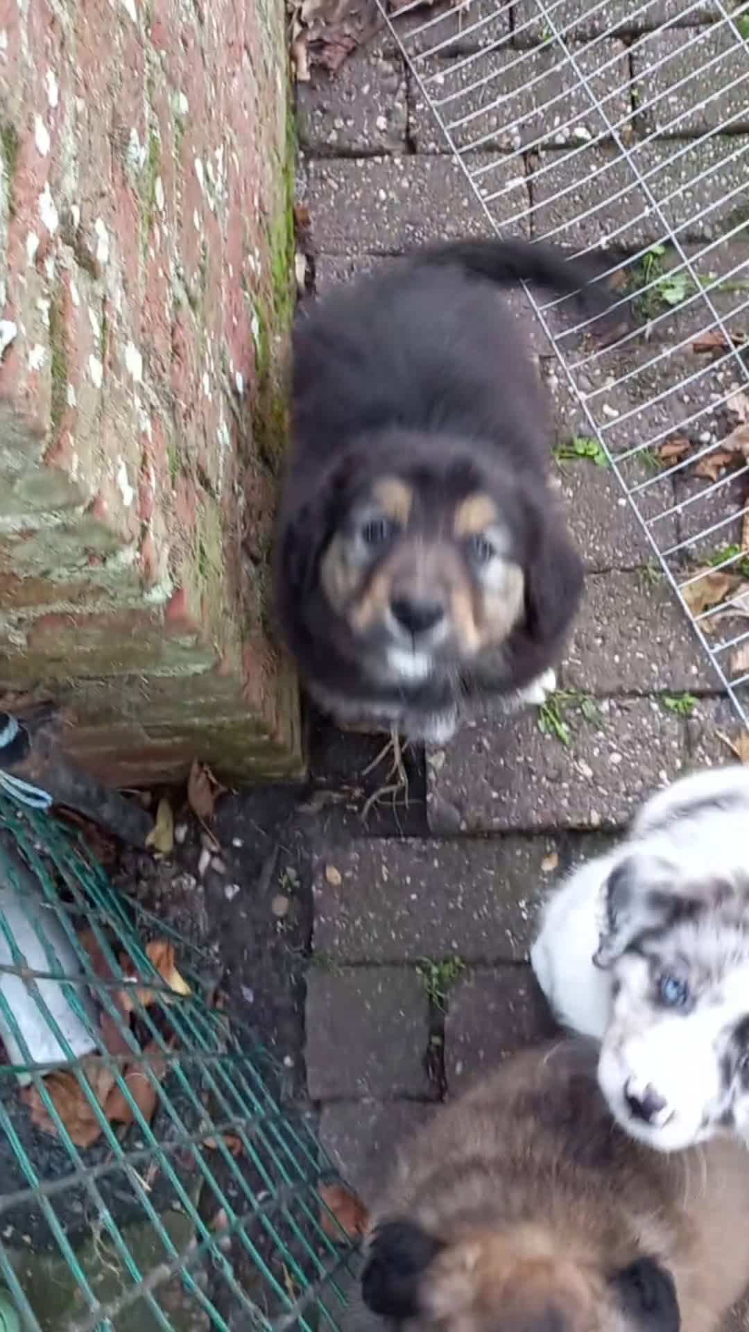 Kruising honden te koop: Mooie pups  mogen weg in de week van 27 november - Video 1