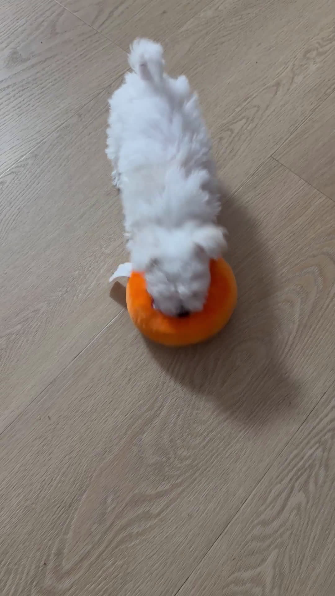 Maltipoo honden te koop: Nog 1 Pluizige pup Maltezer kruising zoekt baasje - Video 4