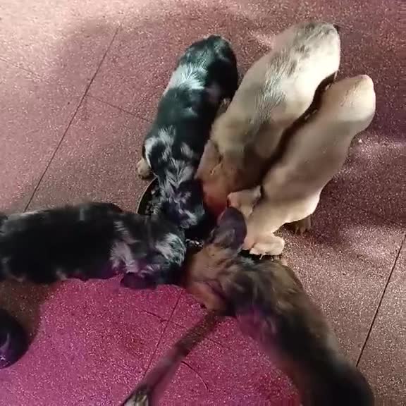 Kruising honden te koop: Prachtige Teckelpups zoeken een liefdevol thuis 🐾 - Video 1