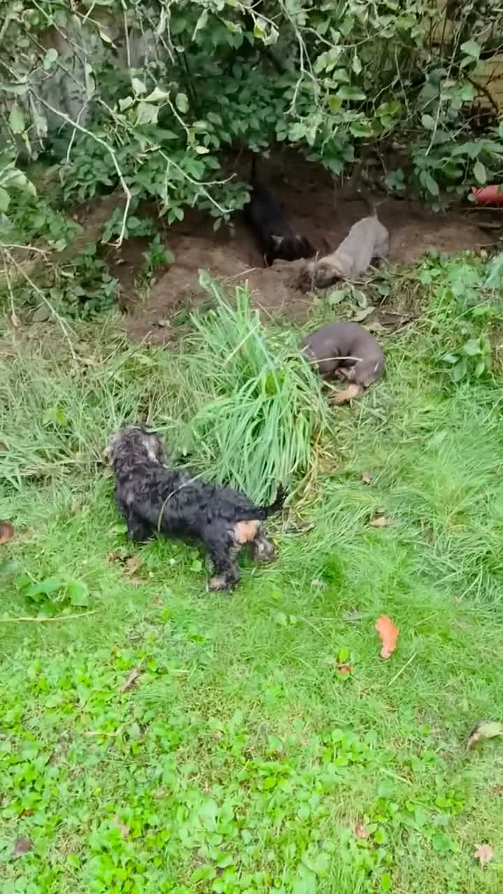 Ruwhaar Teckel honden te koop: Standaard ruwhaar Teckels - Video 1