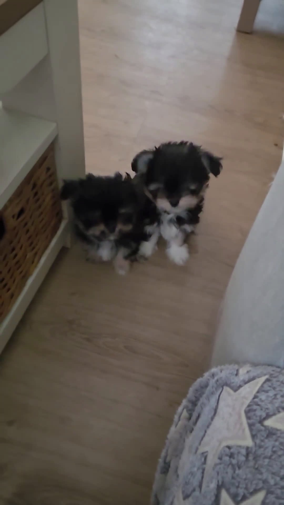Kruising honden te koop: Mini Malchi / Mini Boomertje teefje Black & Tan  - Video 1