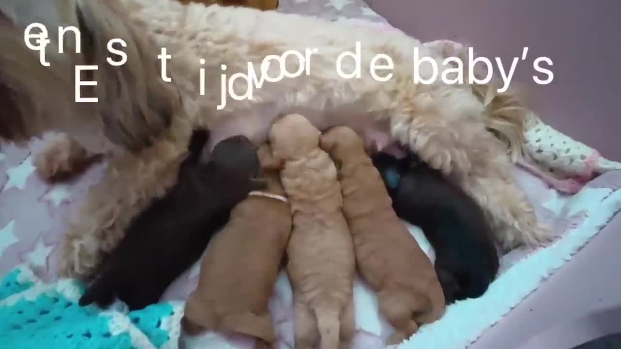 Maltipoo honden te koop: Maltipoo-Toy Poedel-pups - Video 1