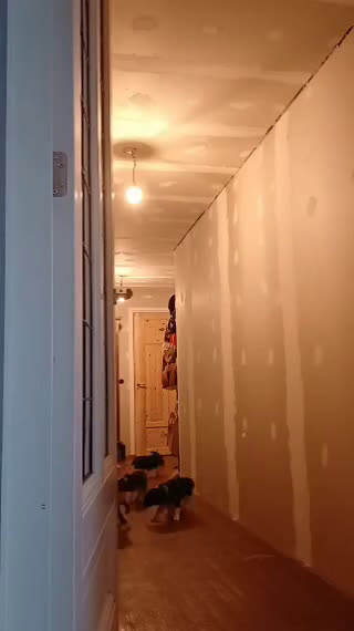 Friese Stabij honden te koop: Prachtige stabij pups - Video 1