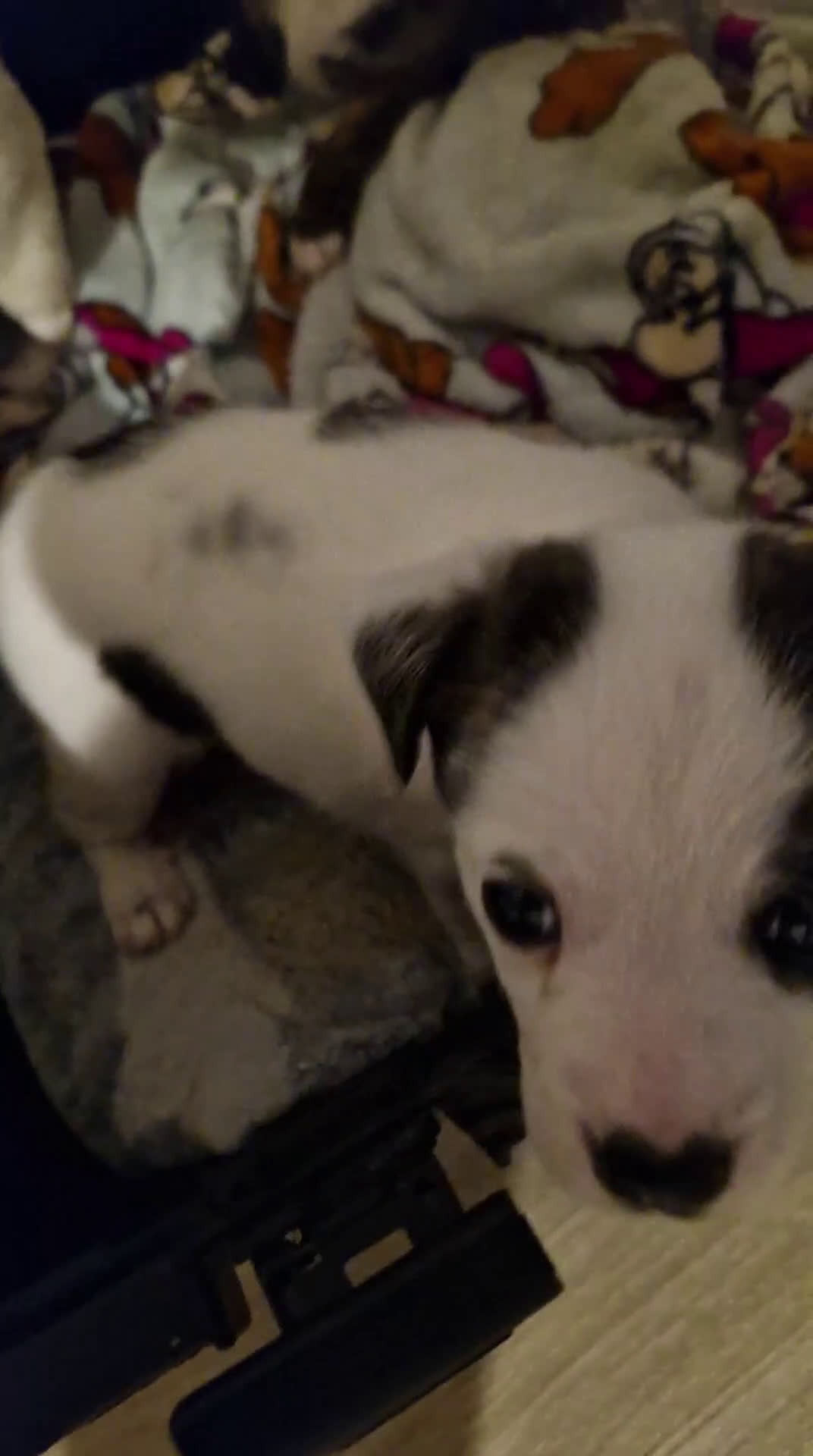 Kruising honden te koop: Jack-Chi Pups te koop - Video 1