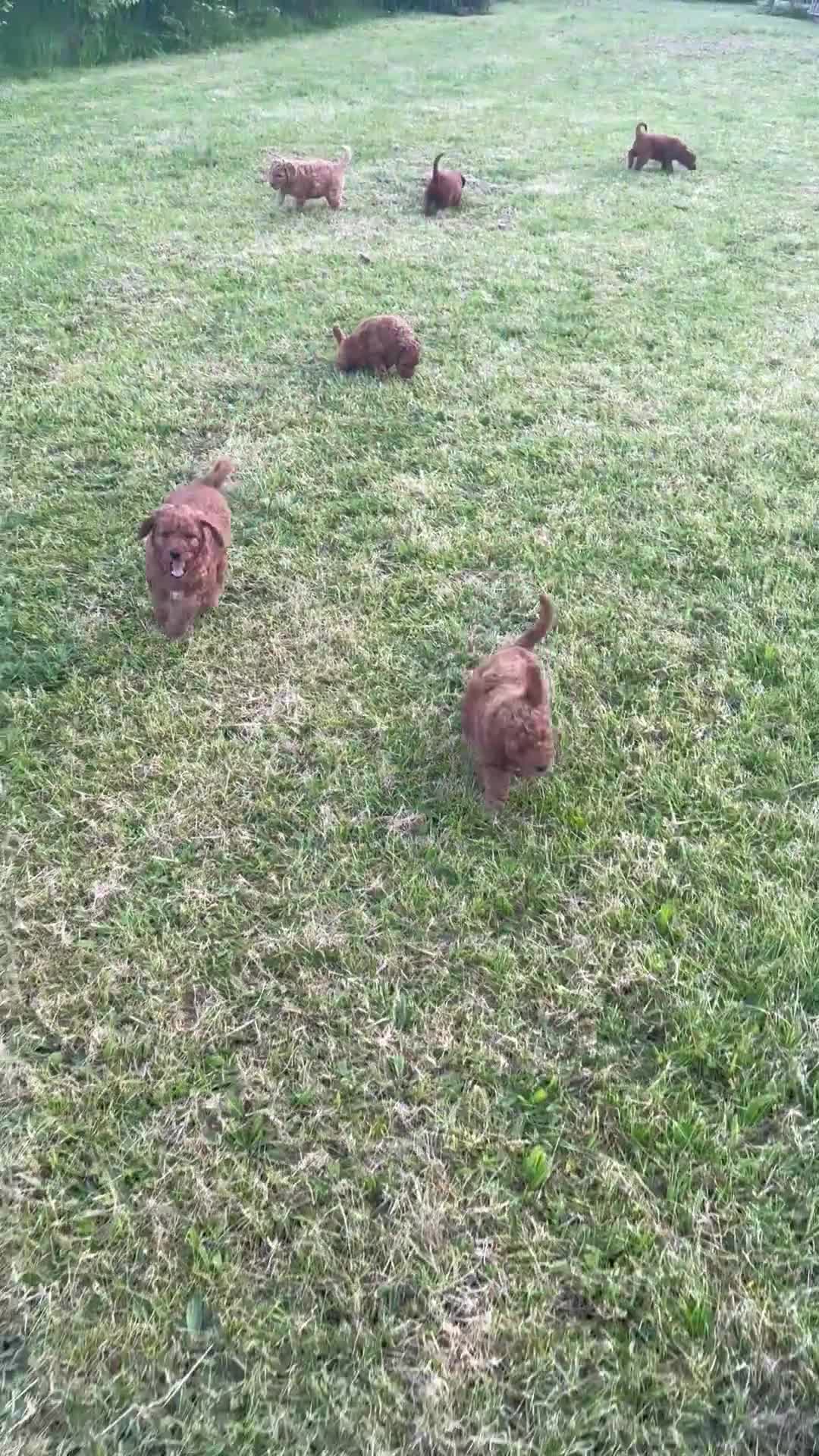 Australian Labradoodle honden te koop: Prachtig nest labradoodles (medium) - Video 4