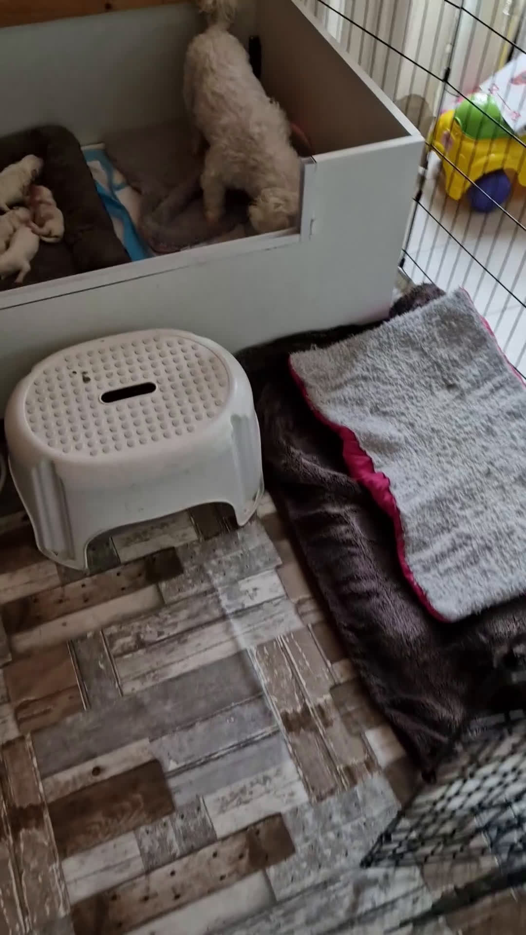 Maltezer honden te koop: Prachtige Maltezer pups - Video 1