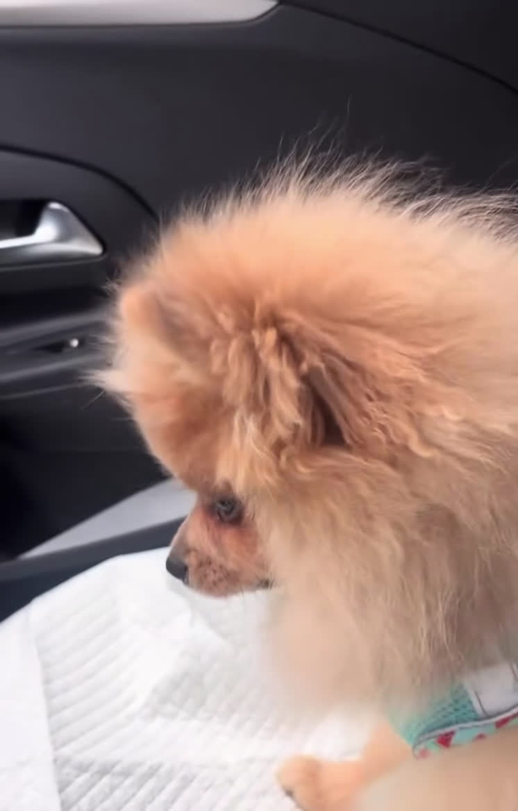 Pomeriaan honden te koop: Pomeriaan  - Video 1