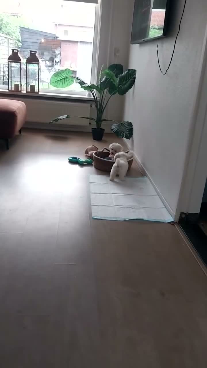 Maltezer honden te koop: Maltezer pups - Video 1