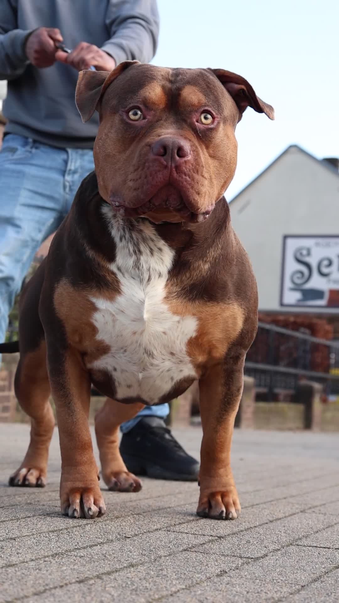 Amerikaanse Bulldog honden ter dekking: American bully XL Ter dekking(niet te koop) in Tilburg - Video 1