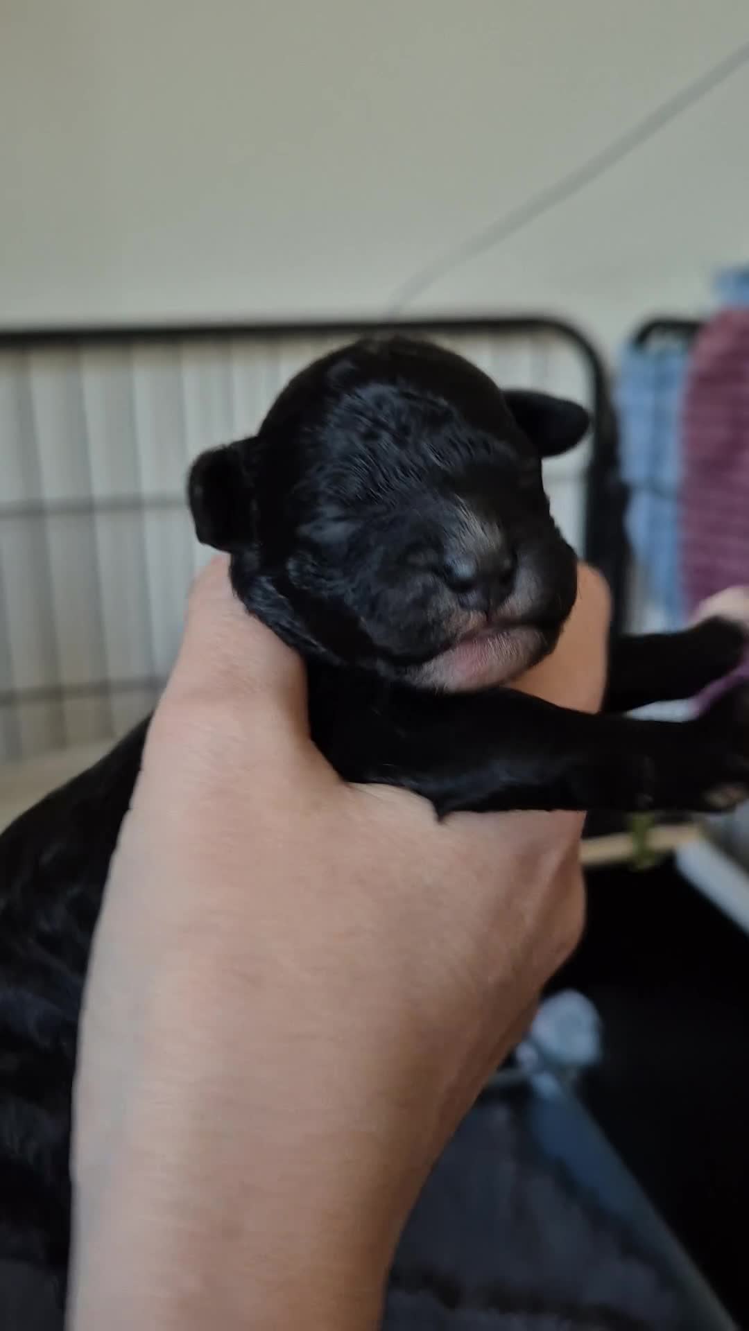 Cockapoo honden te koop: Cockapoo pups  - Video 4