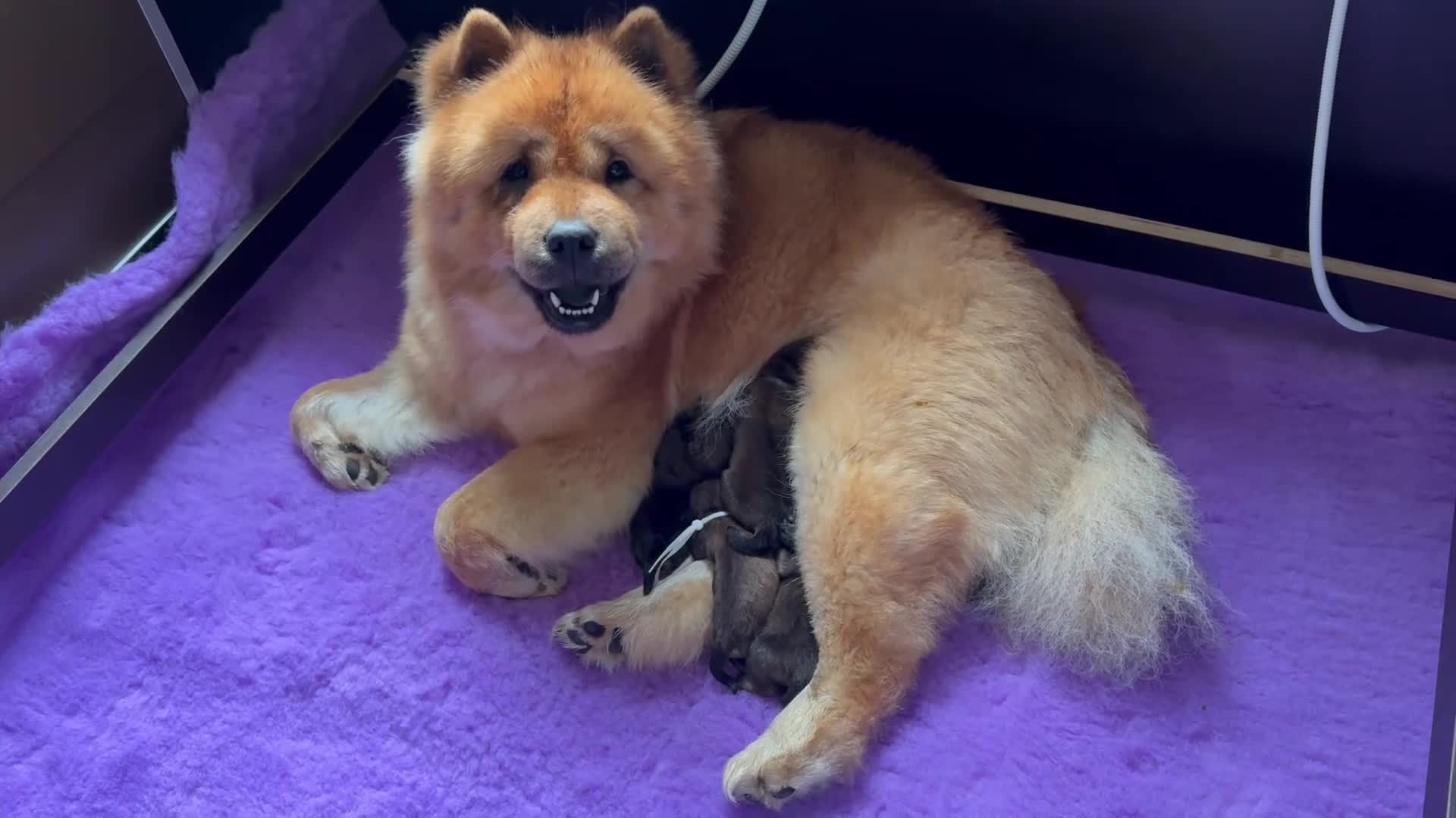Chow Chow honden te koop: 🐾 Prachtige Chow Chow pups geboren 🐾 - Video 1