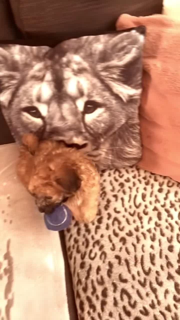 Maltipoo honden te koop: Maltipoo pup  - Video 1
