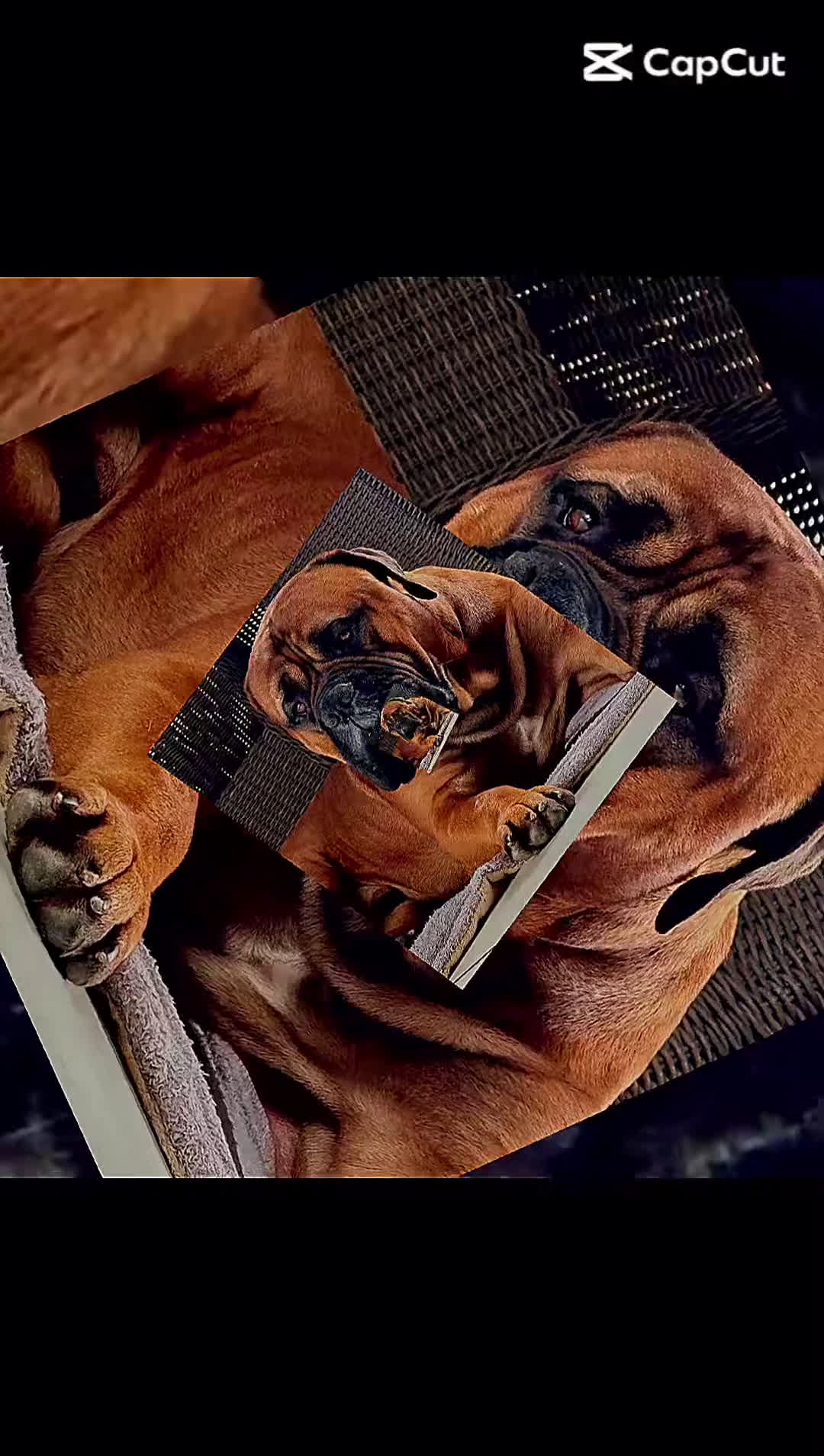 Bullmastiff honden te koop: Bullmastiff  - Video 2