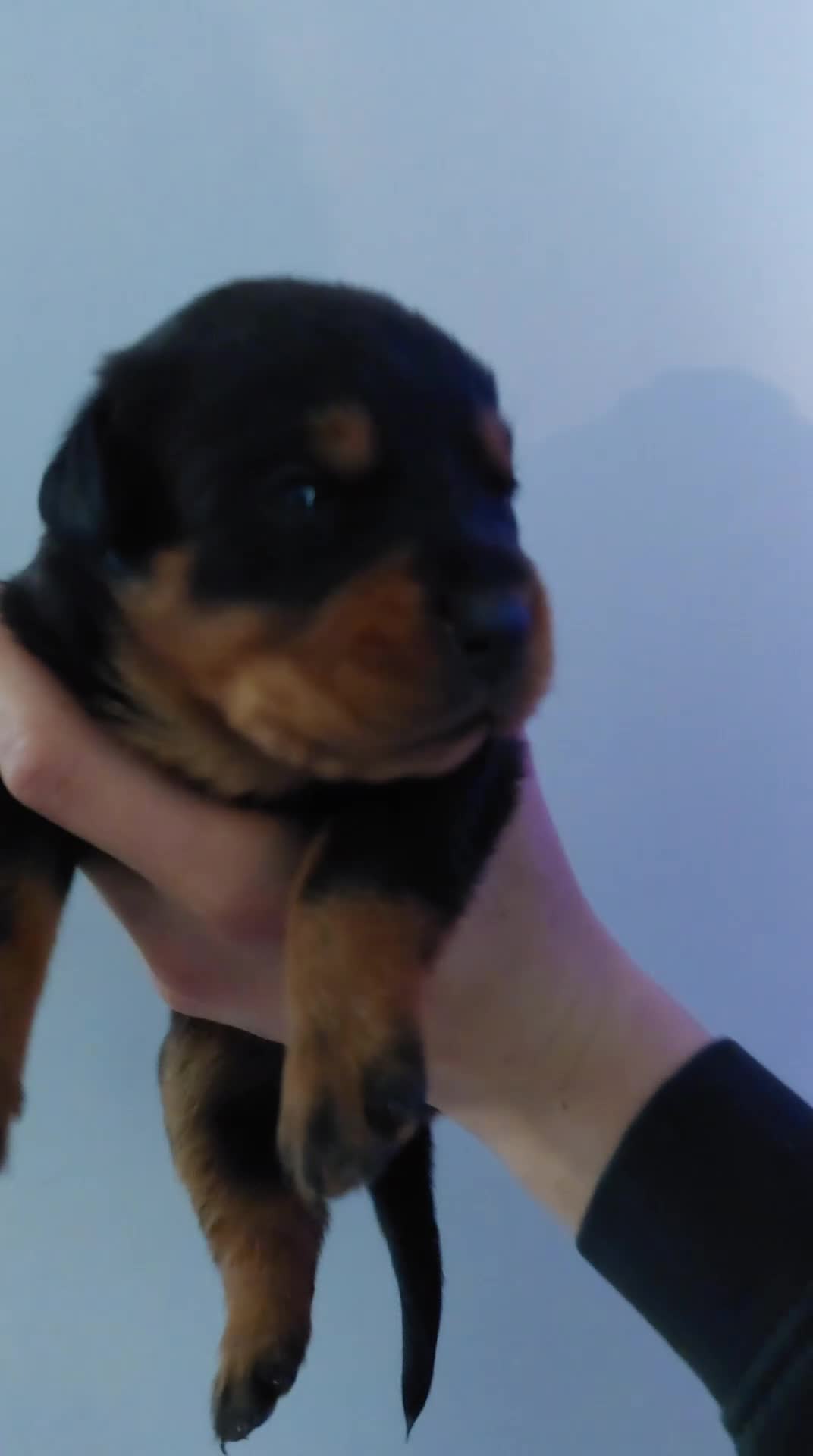 Rottweiler honden te koop: Rottweiler pup teef  - Video 1