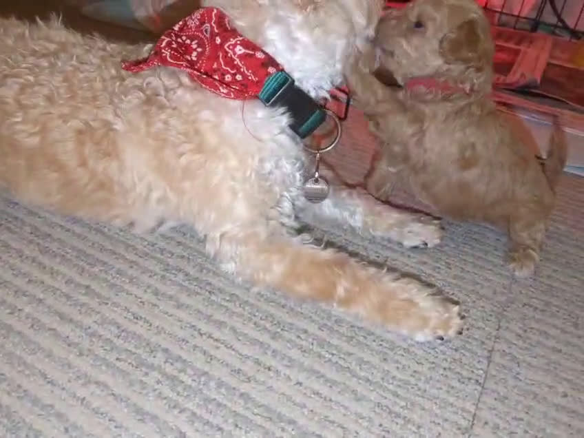 Maltipoo honden te koop: Maltipoo F1b worden rond kerst geboren 🥰 !  - Video 1