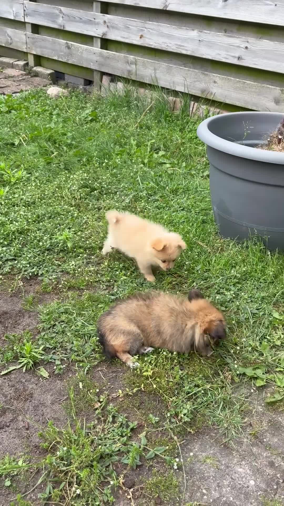 Kruising honden te koop: Pomchi x keeshond puppy’s  - Video 1