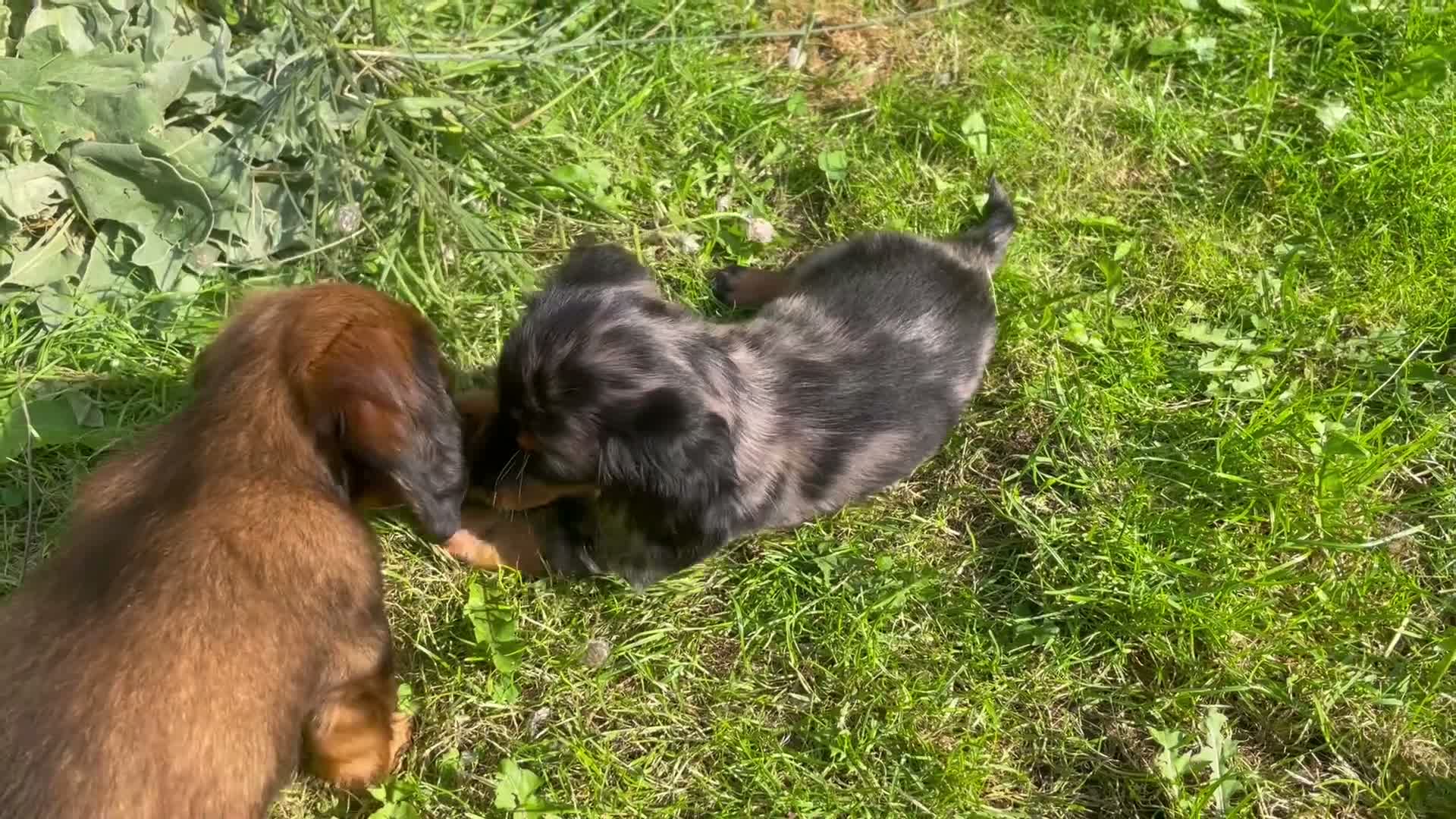 Teckel (langhaar) honden te koop: Teckel pups langhaar kleine dwerg - Video 1