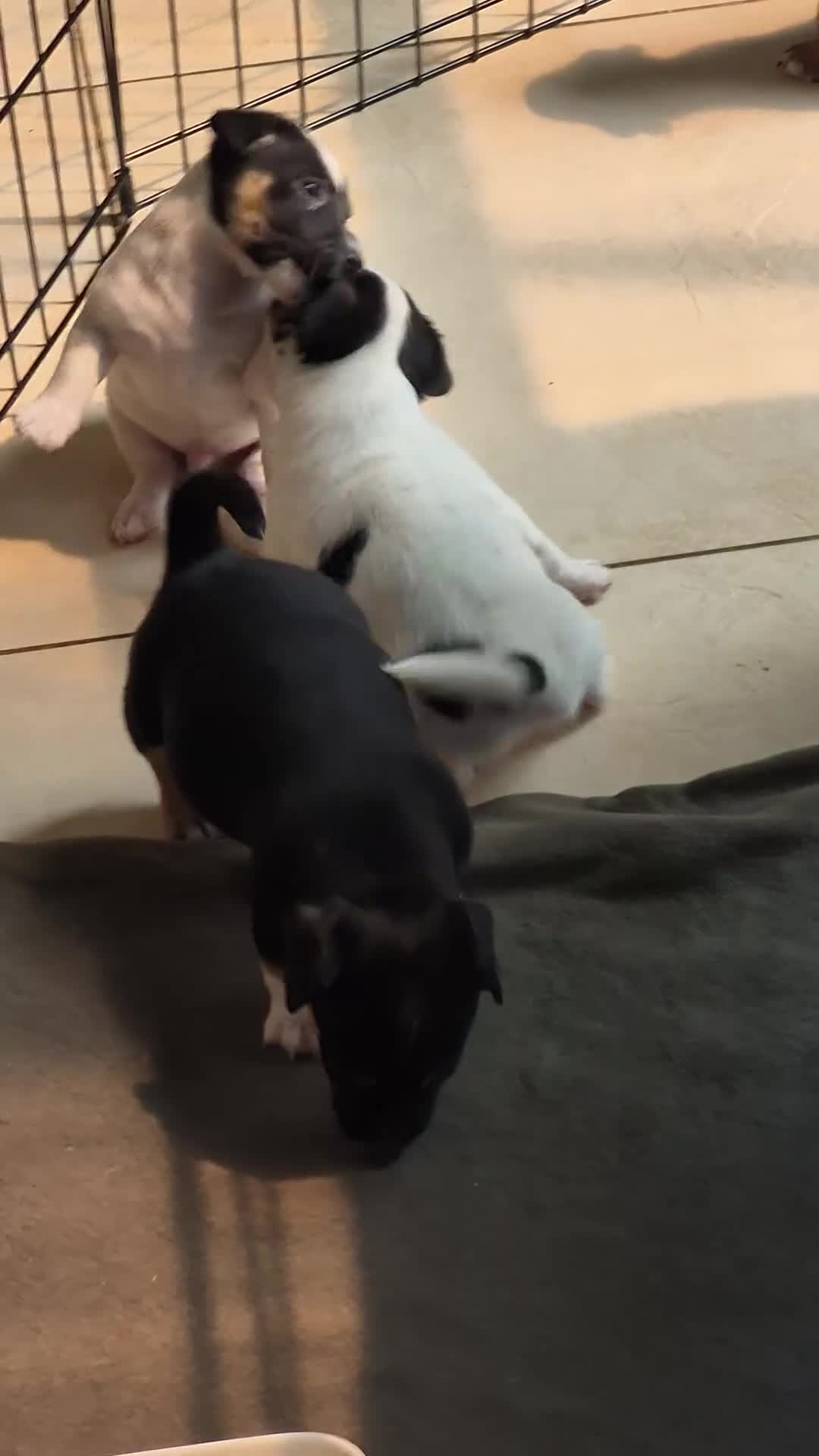 Jack Russel Terriër honden te koop: De liefste en mooiste Jack Russel puppy's!! - Video 1