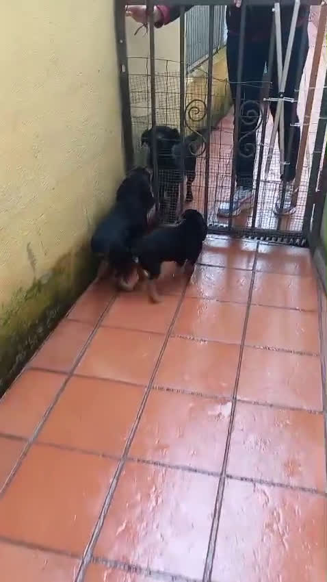 Kruising honden te koop: 2 italiaanse lieverds zoeken een familie - Video 5