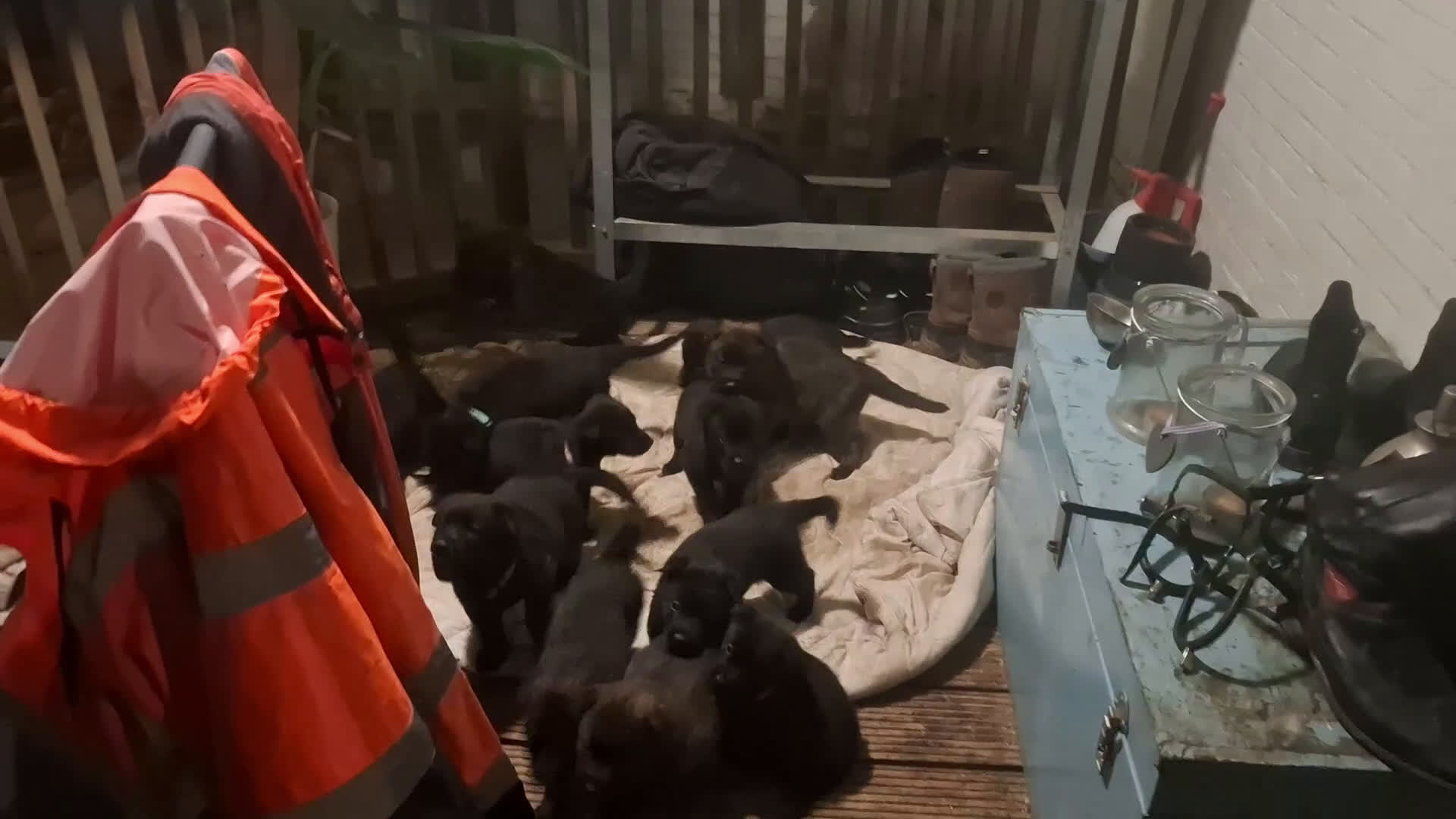 Kruising honden te koop: Kruising mechelse Hollandse herder x duitse herder - Video 1