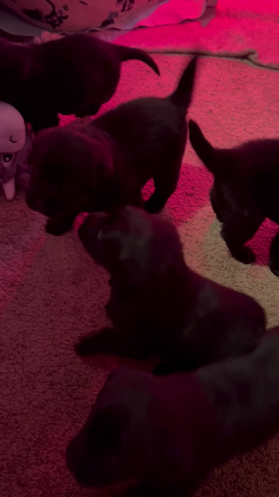 Kruising honden te koop: Mooie boulabjes te koop  - Video 2