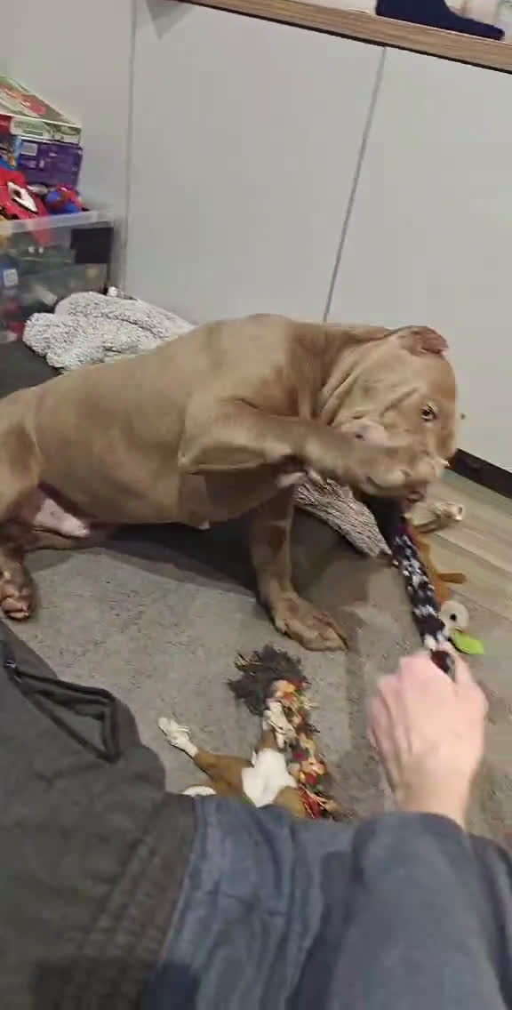 Amerikaanse Bully honden te koop: American bully XXl  - Video 1