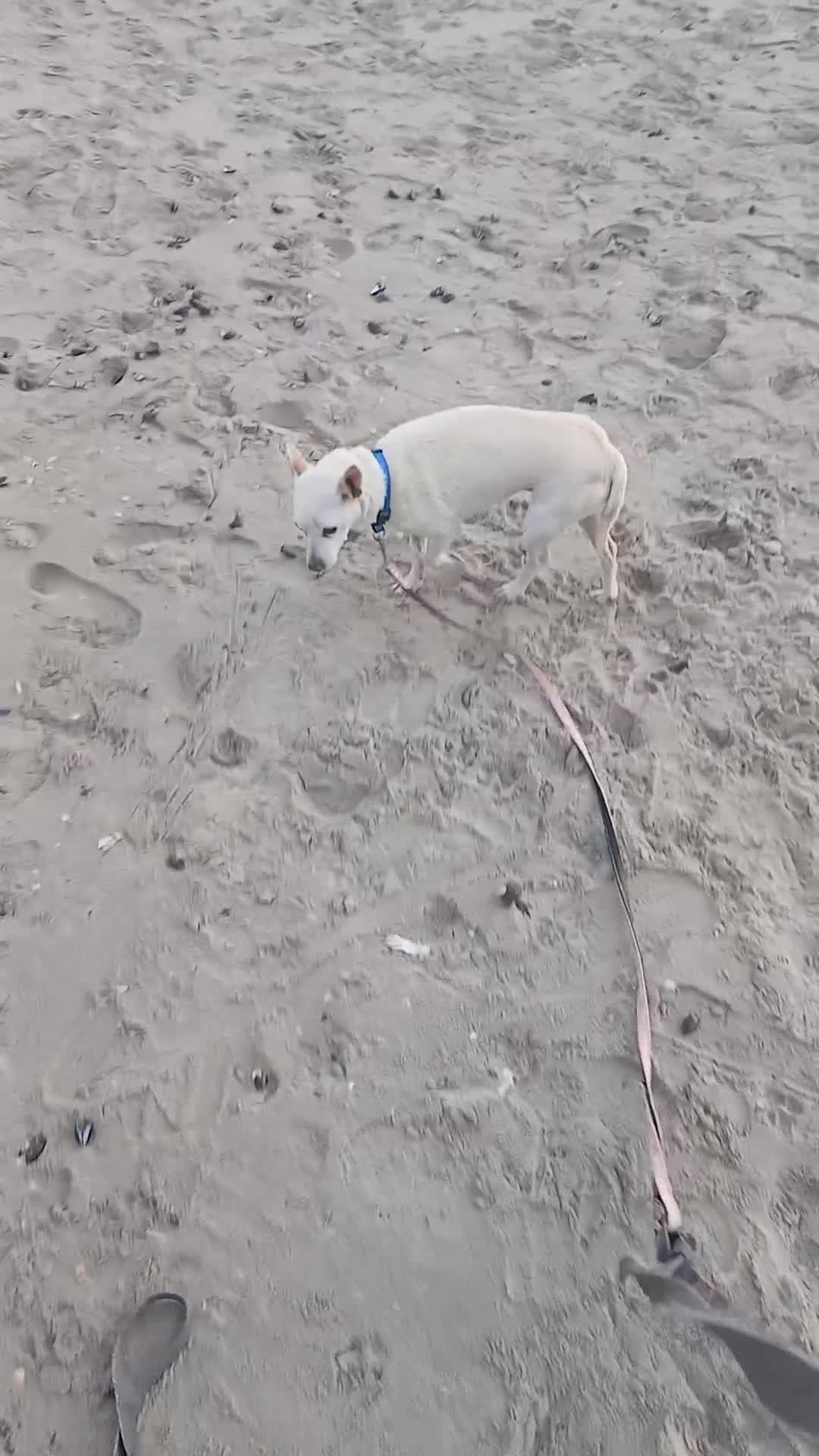 Kruising honden te koop: Rambo zoekt baasje - Video 1