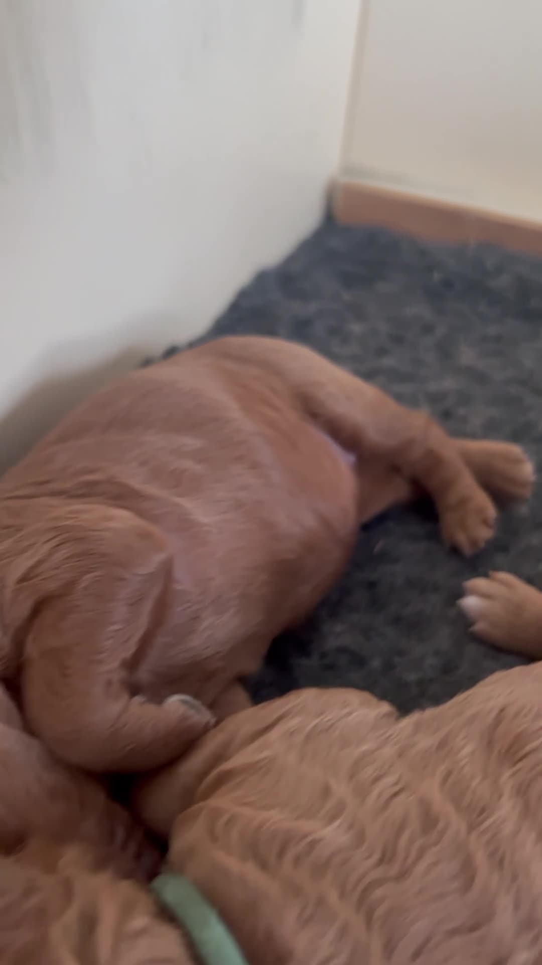 Cockapoo honden te koop: Prachtige, lieve en sociale cockapoo F1b puppy’s  - Video 1