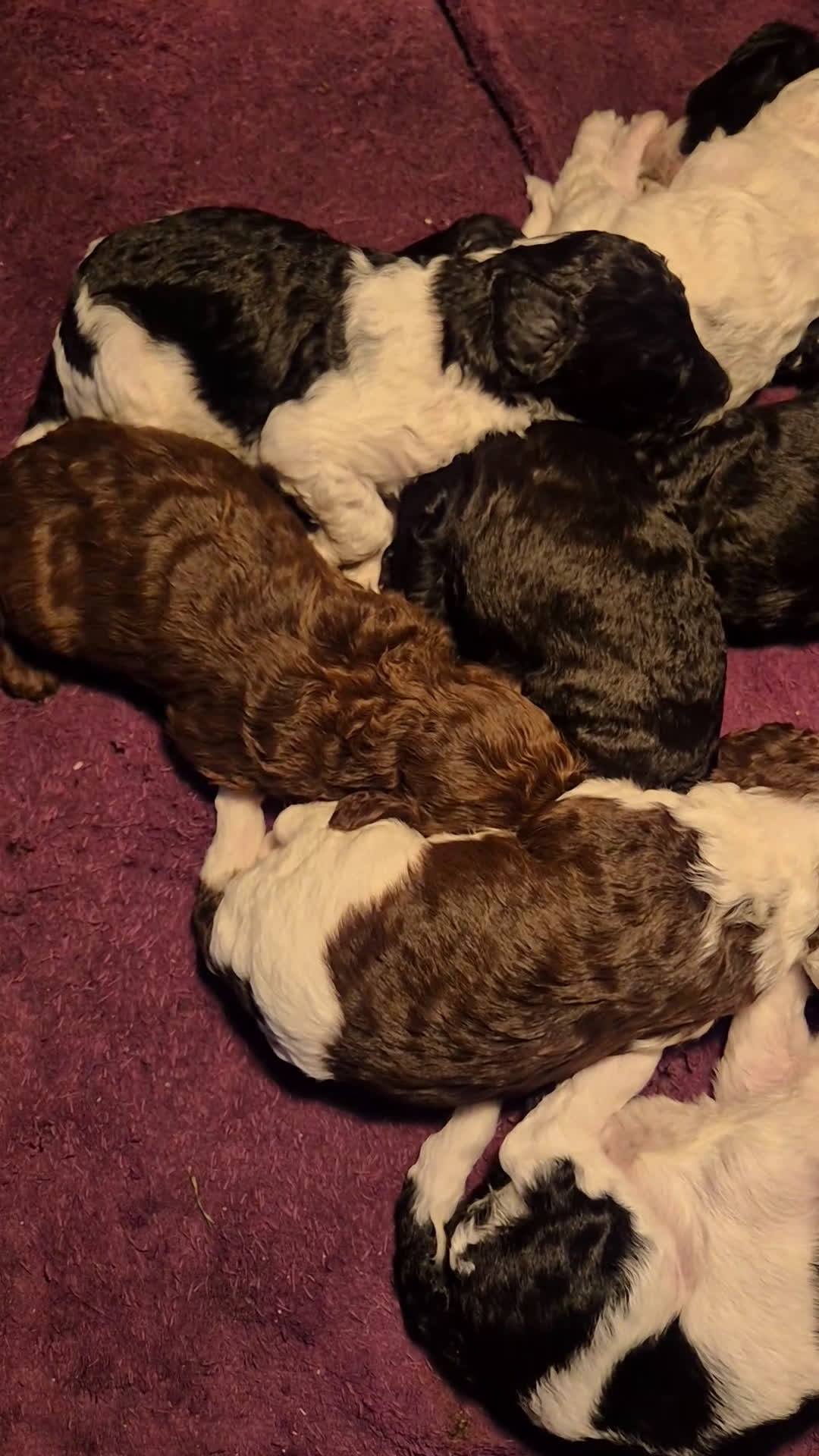 Poedel honden te koop: Schitterende Koningspoedel pups - Video 1