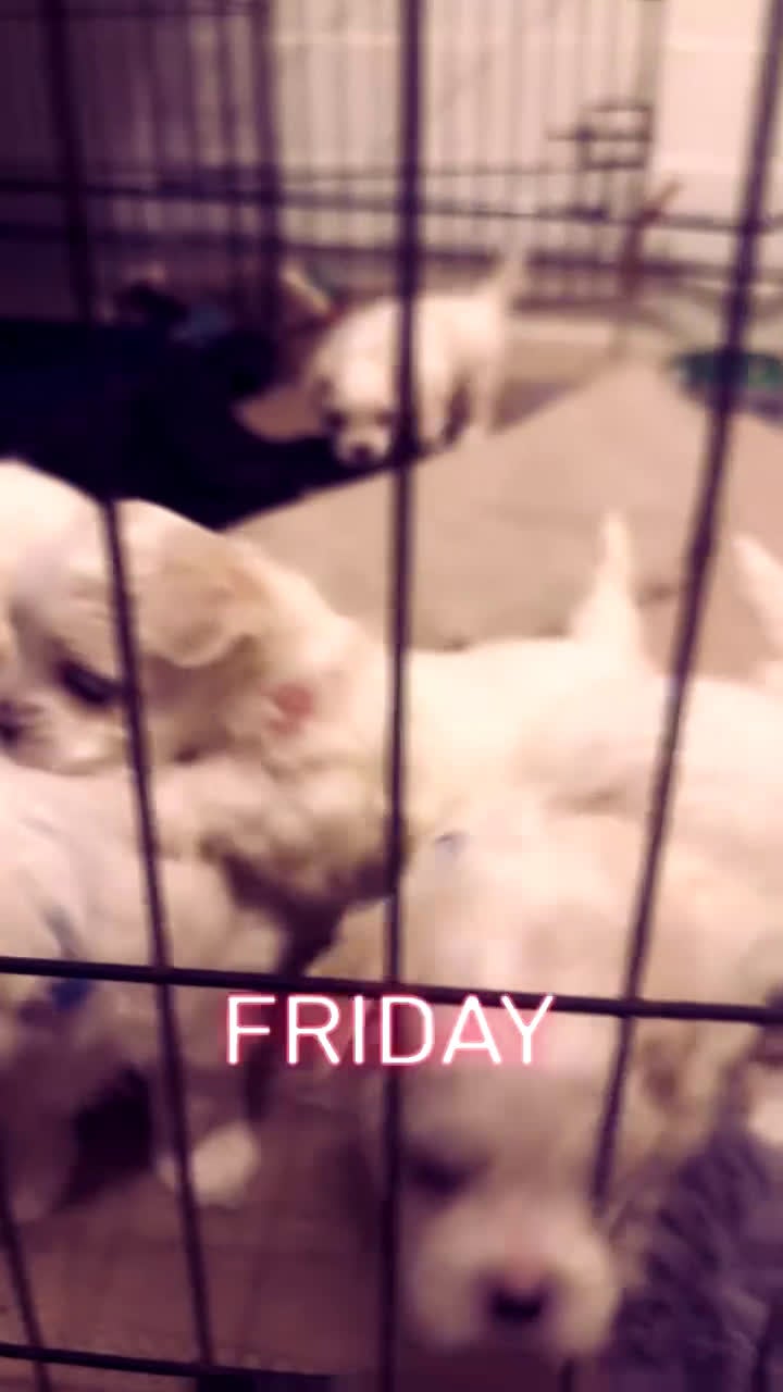 Maltezer honden ter dekking: Mini malzeter  - Video 1