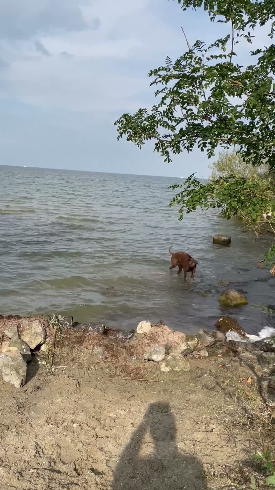 Rhodesian Ridgeback honden te koop: Rhodesian Ridgebacks puppy’s  - Video 3