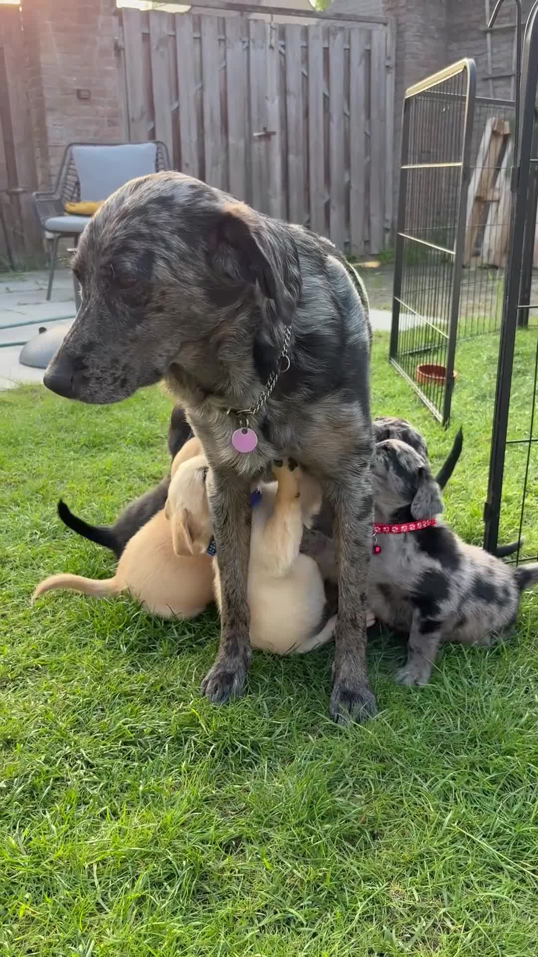 Kruising honden te koop: Labrador x Australian Shepherd pups te koop - Video 2