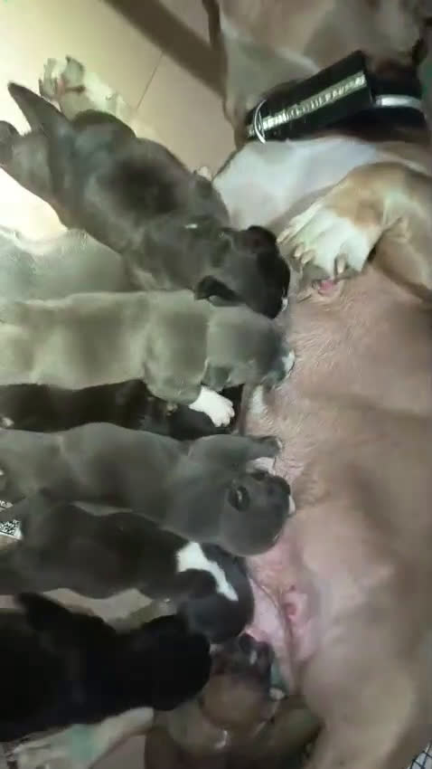 Amerikaanse Bully honden te koop: Amerikaanse Bully-puppy's  - Video 2