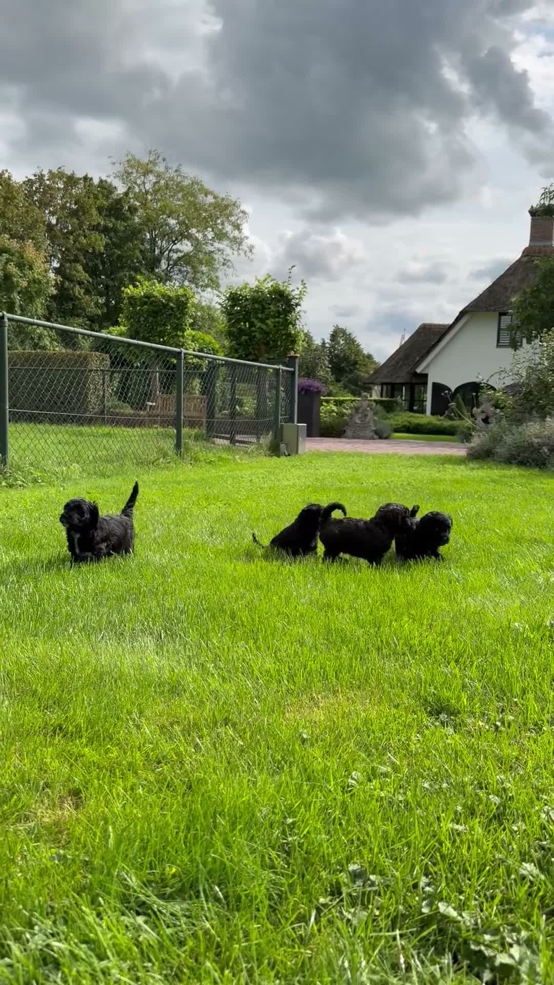 Labradoodle honden te koop: Medium Labradoodle puppy's - Video 3