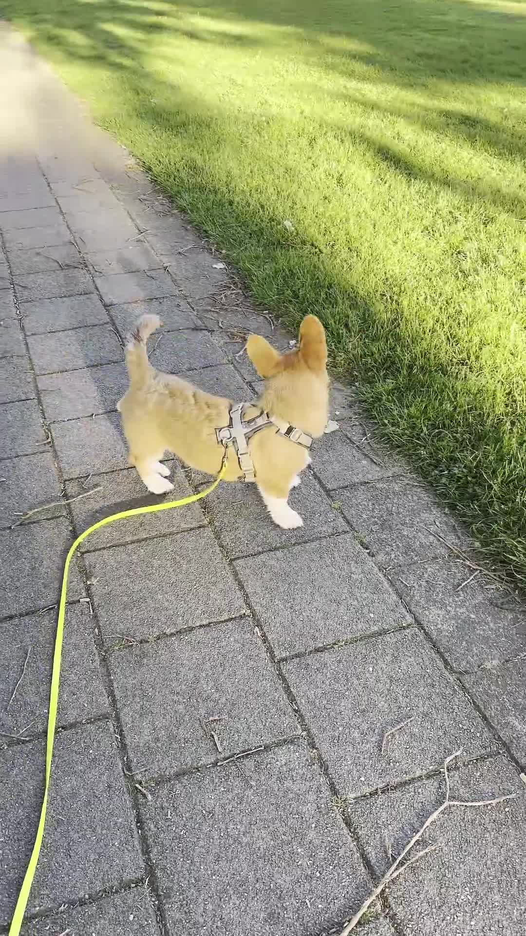 Welsh Corgi Pembroke honden te koop: Welsh Pembroke Corgi Puppy in Losser - Video 1