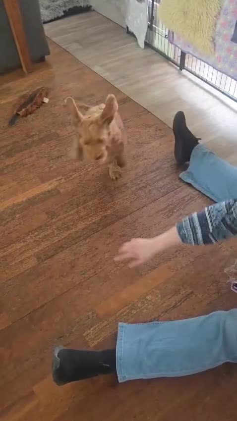 Australian Labradoodle honden te koop: Australian labradoodle pup reu - Video 1