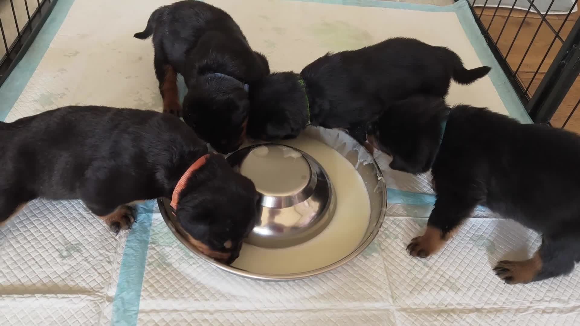 Rottweiler honden te koop: 8 Rottweiler pups. - Video 2