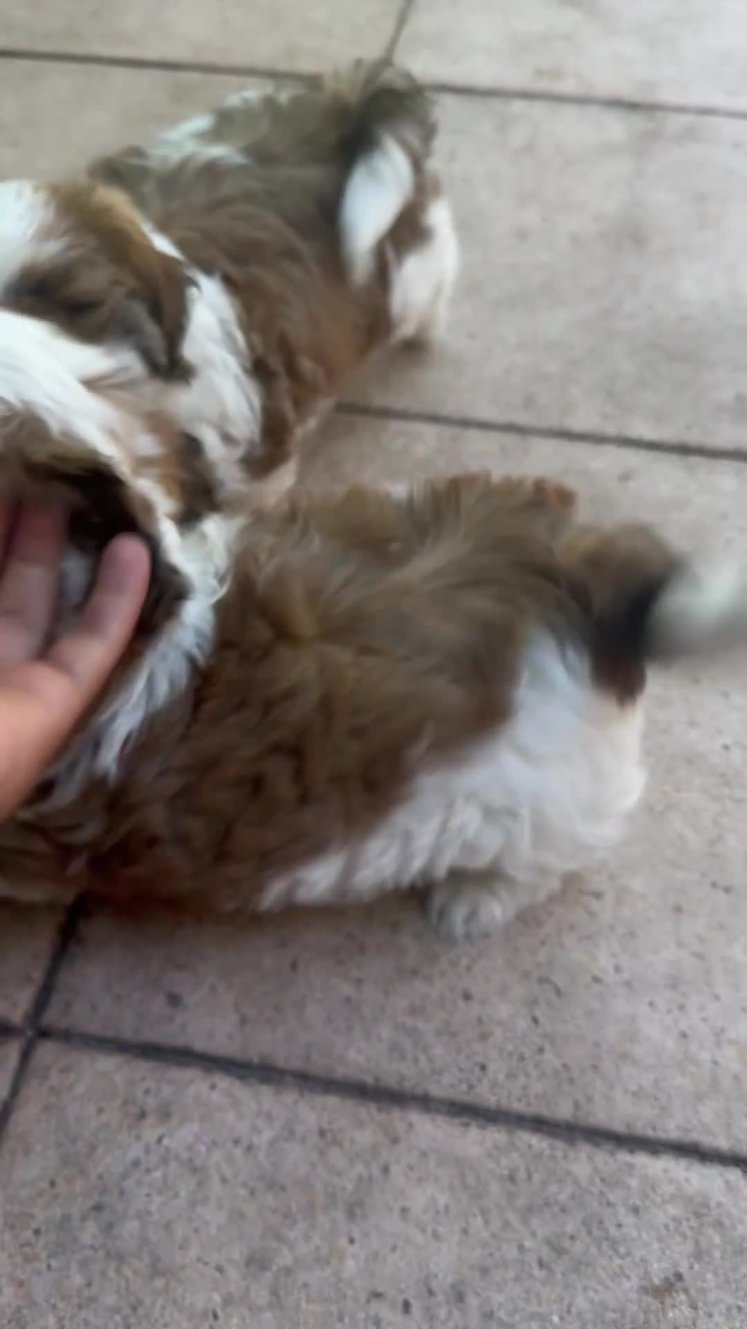 Shih Tzu honden te koop: rashoeivere Shih Tzu-puppy's - Video 3
