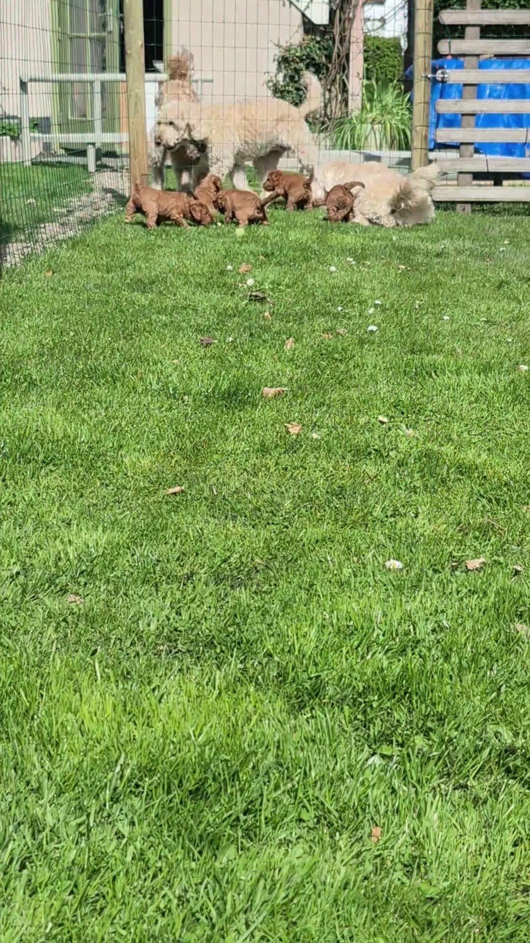 Kruising honden te koop: Labradoodle pups (kleine medium) - Video 1