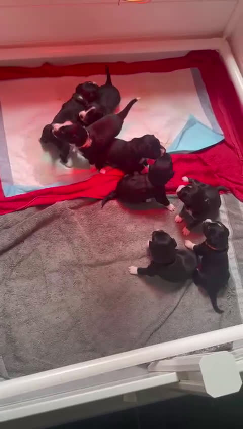 Border Collie honden te koop: Prachtige pups Border Collie/Barbado da Terceira - Video 1
