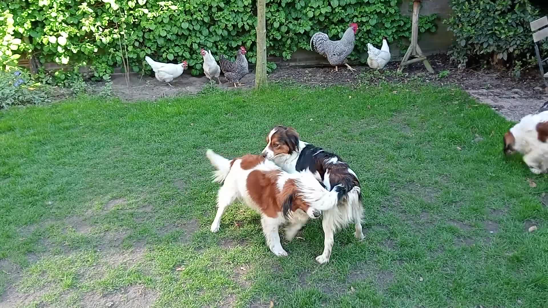 Kooikerhondje honden te koop: kooikerpups verwacht in Udenhout - Video 4