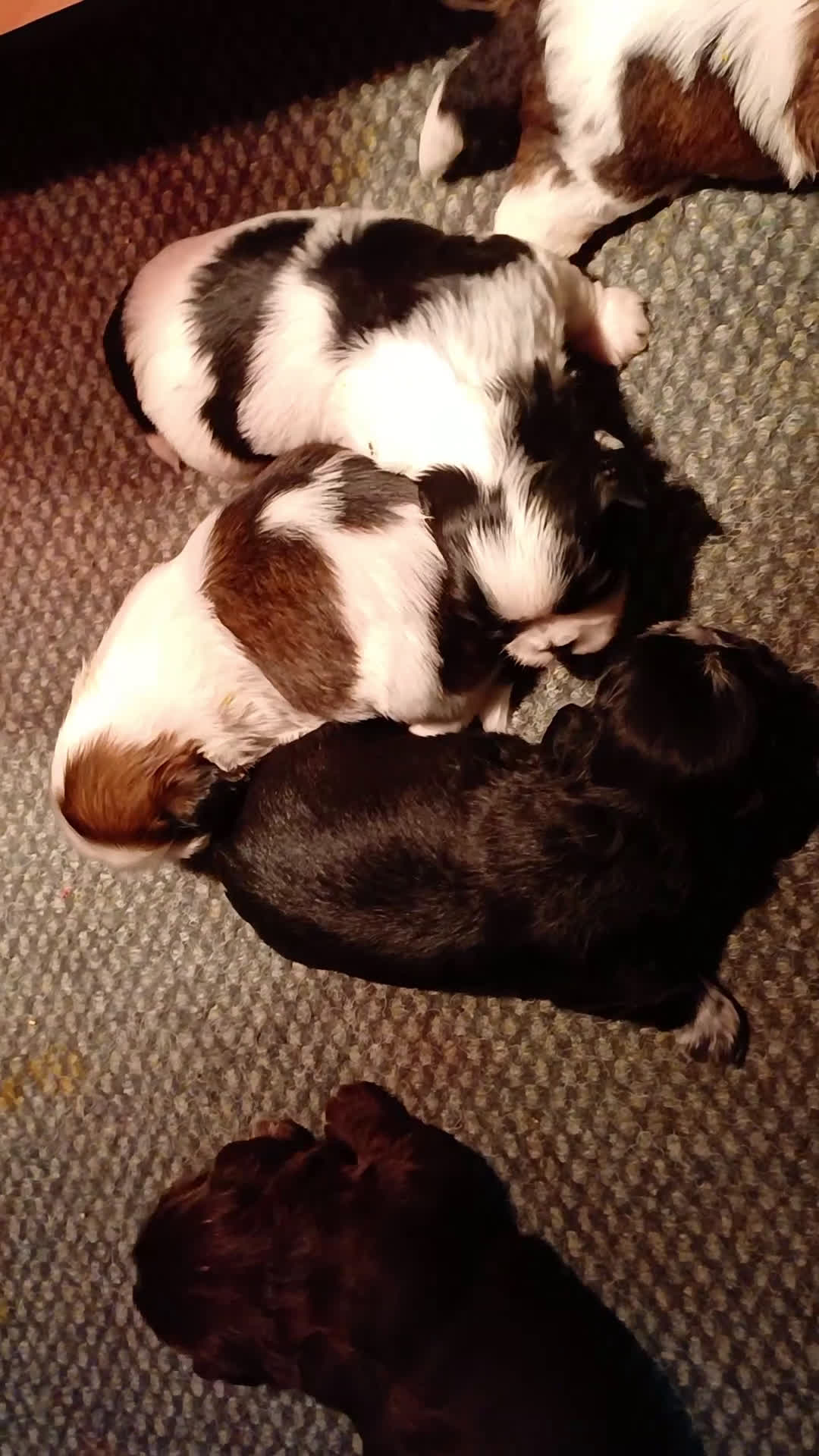 Shih Tzu honden te koop: Lieve leuke raszuiver shih tzu pups  - Video 1