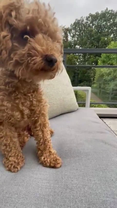 Poedel Toy honden te koop: Toypoedels verwacht - Video 3