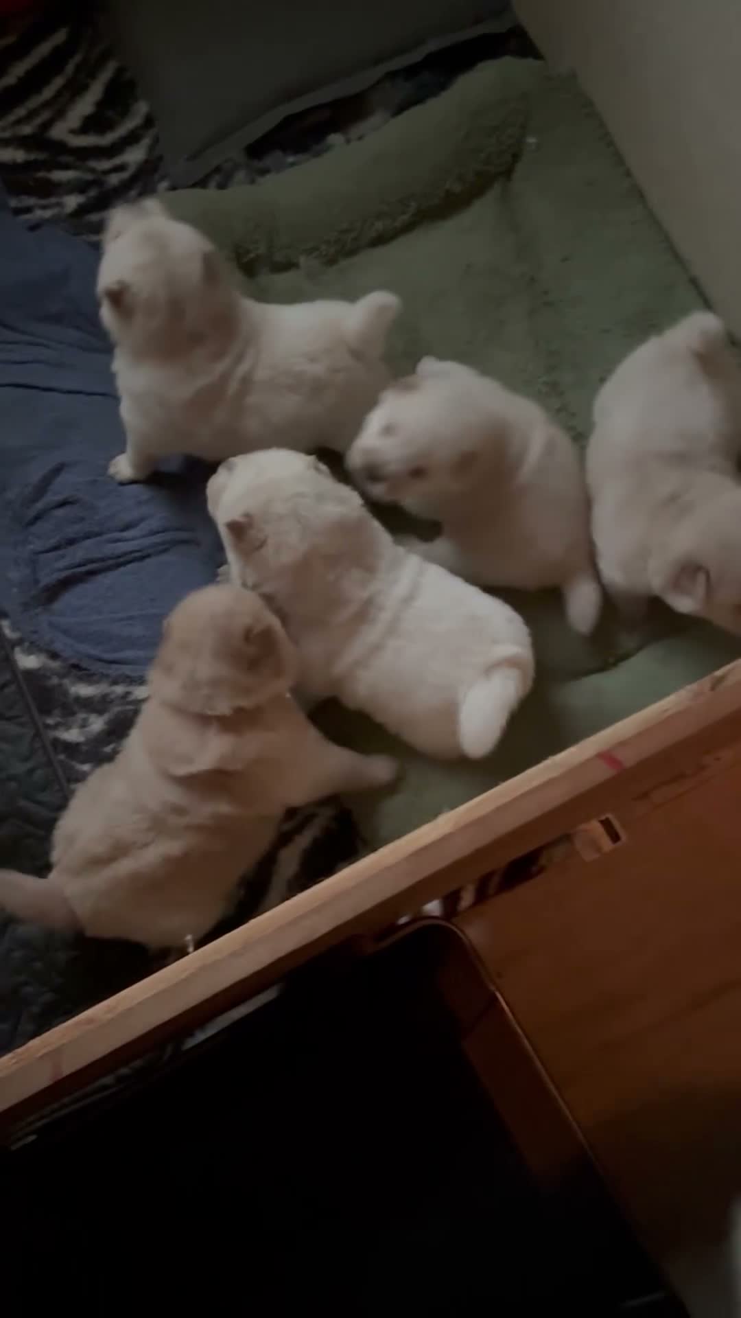 Chow Chow honden te koop: Teefje puppy zoekt warm huis met liefde - Video 1