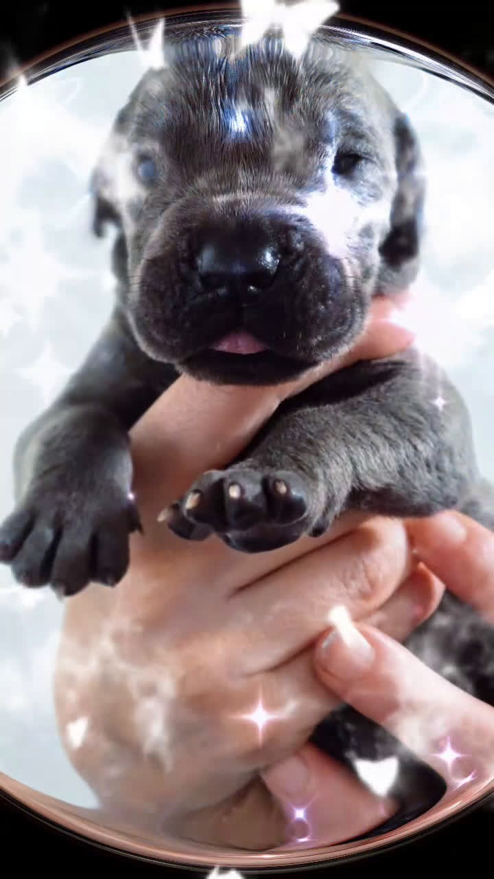 Duitse Dog honden te koop: Duitse dog puppen /blauw - Video 1